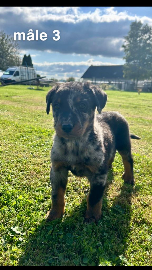 des gardiens d'Athéna - Chiot disponible  - Berger de Beauce