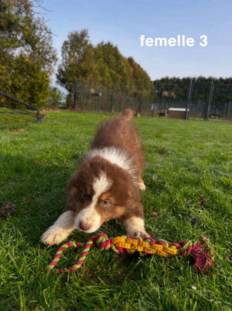 des gardiens d'Athéna - Chiot disponible  - Berger Australien