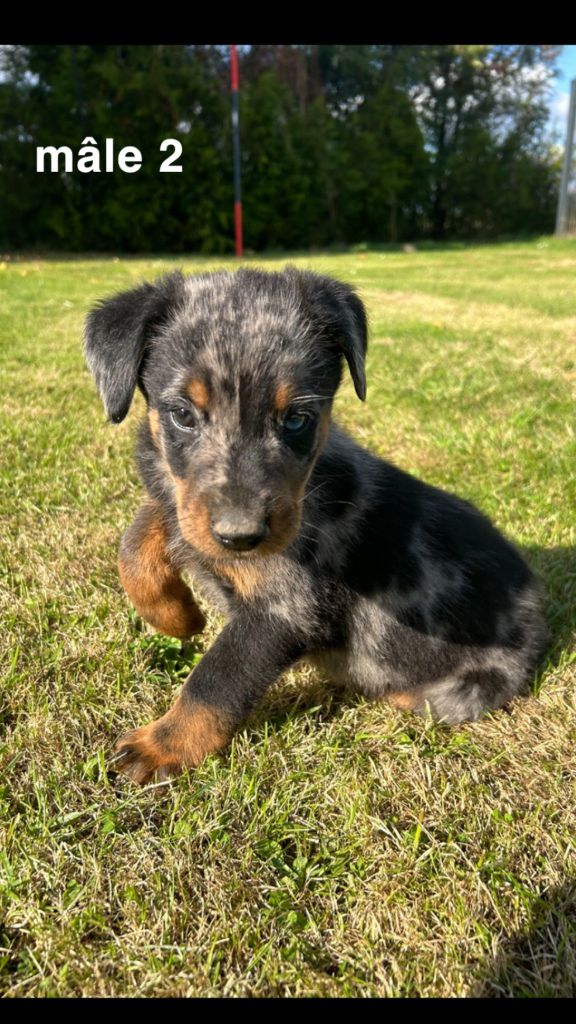 des gardiens d'Athéna - Chiot disponible  - Berger de Beauce