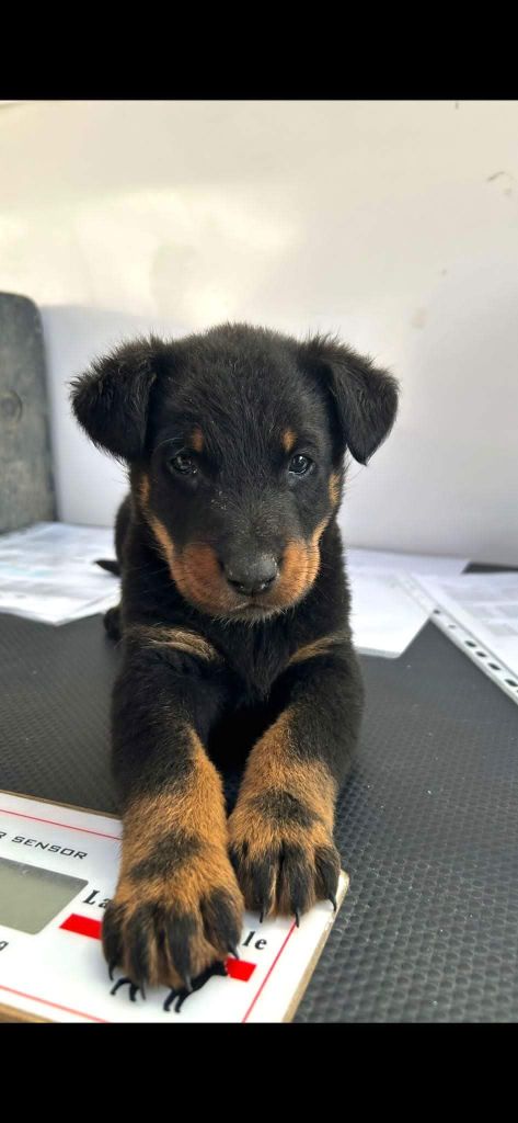 des gardiens d'Athéna - Chiot disponible  - Berger de Beauce