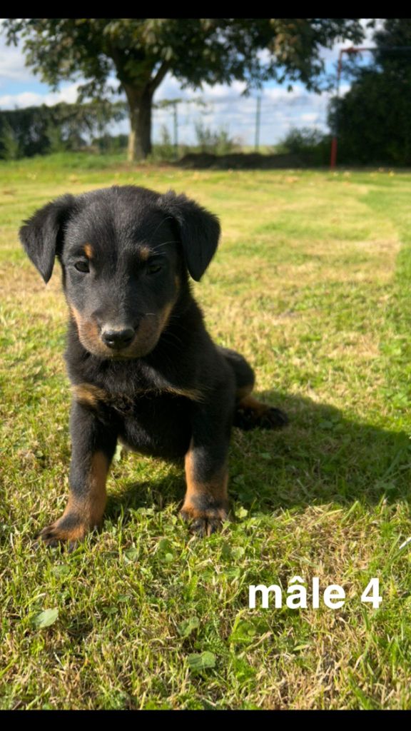 des gardiens d'Athéna - Chiot disponible  - Berger de Beauce