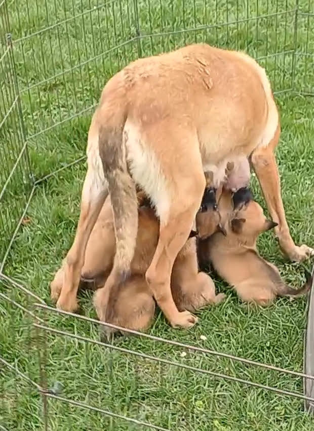 Chiot Berger Belge des gardiens d'Athéna