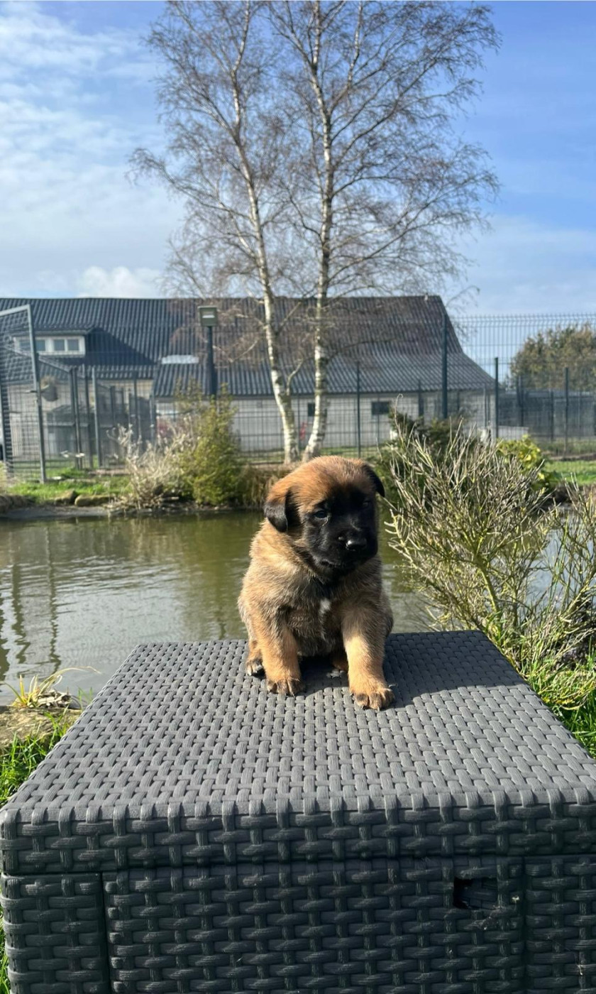 des gardiens d'Athéna - Chiots disponibles - Berger Belge