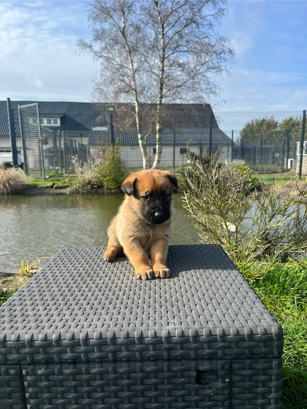 des gardiens d'Athéna - Chiots disponibles - Berger Belge