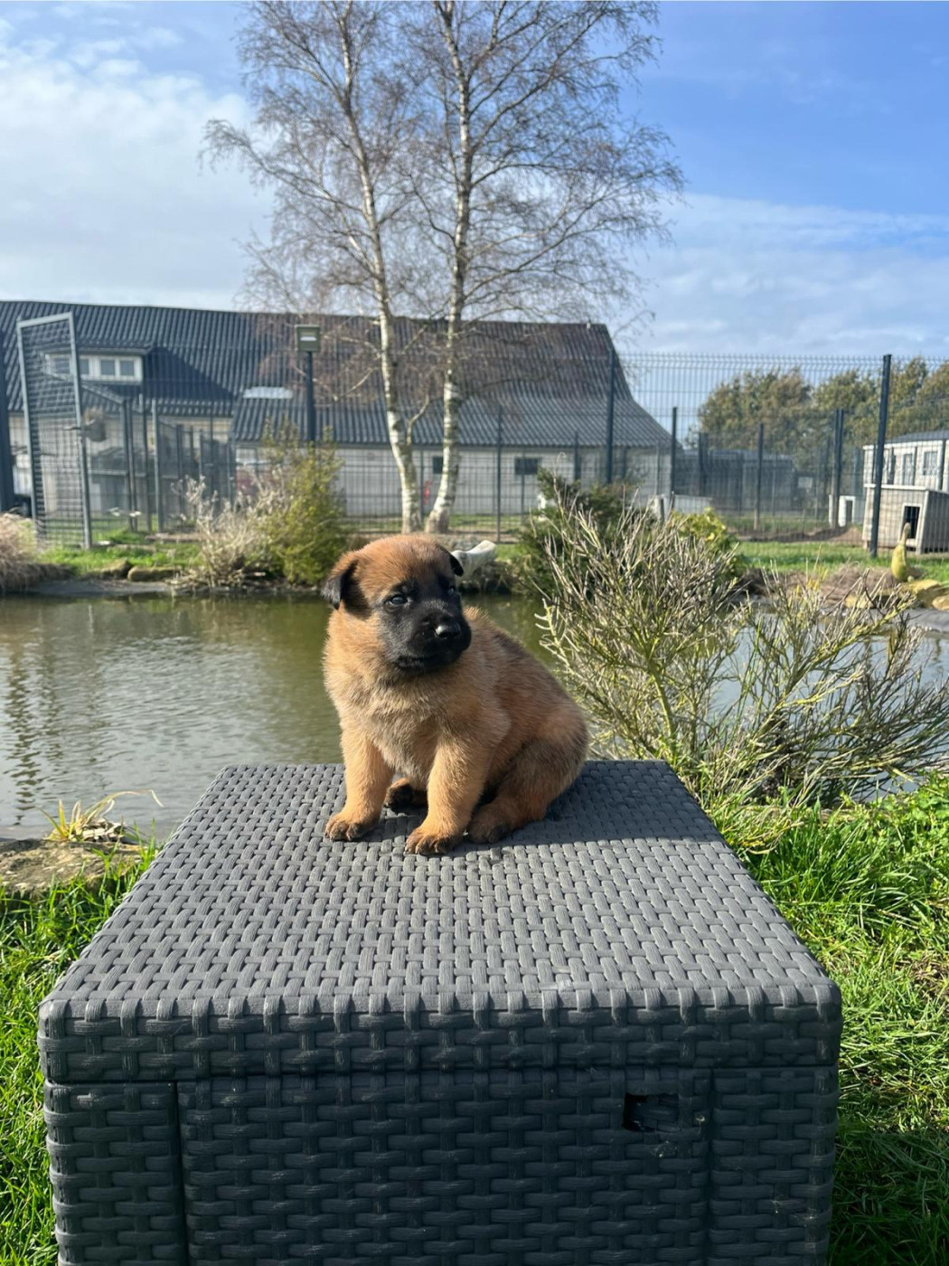 des gardiens d'Athéna - Chiots disponibles - Berger Belge