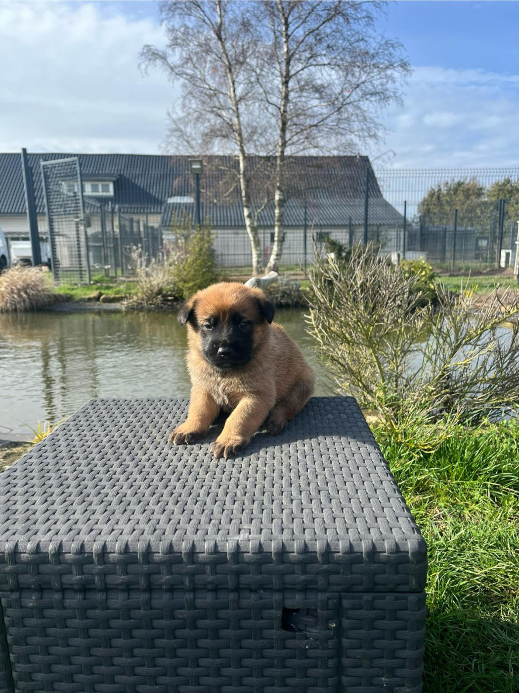 des gardiens d'Athéna - Chiots disponibles - Berger Belge