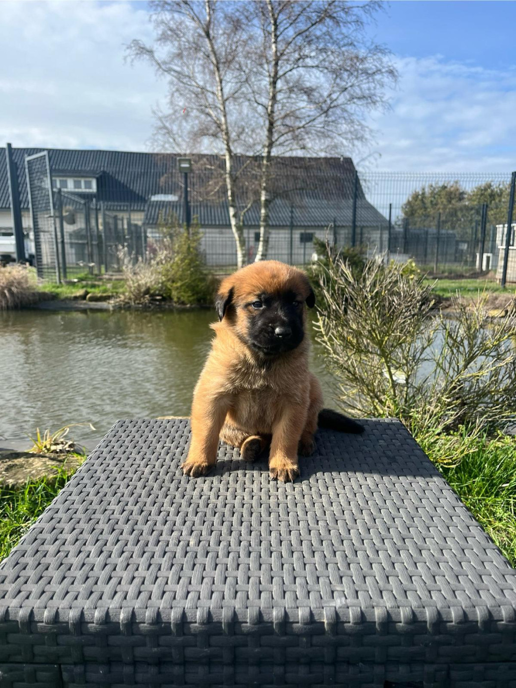 des gardiens d'Athéna - Chiots disponibles - Berger Belge