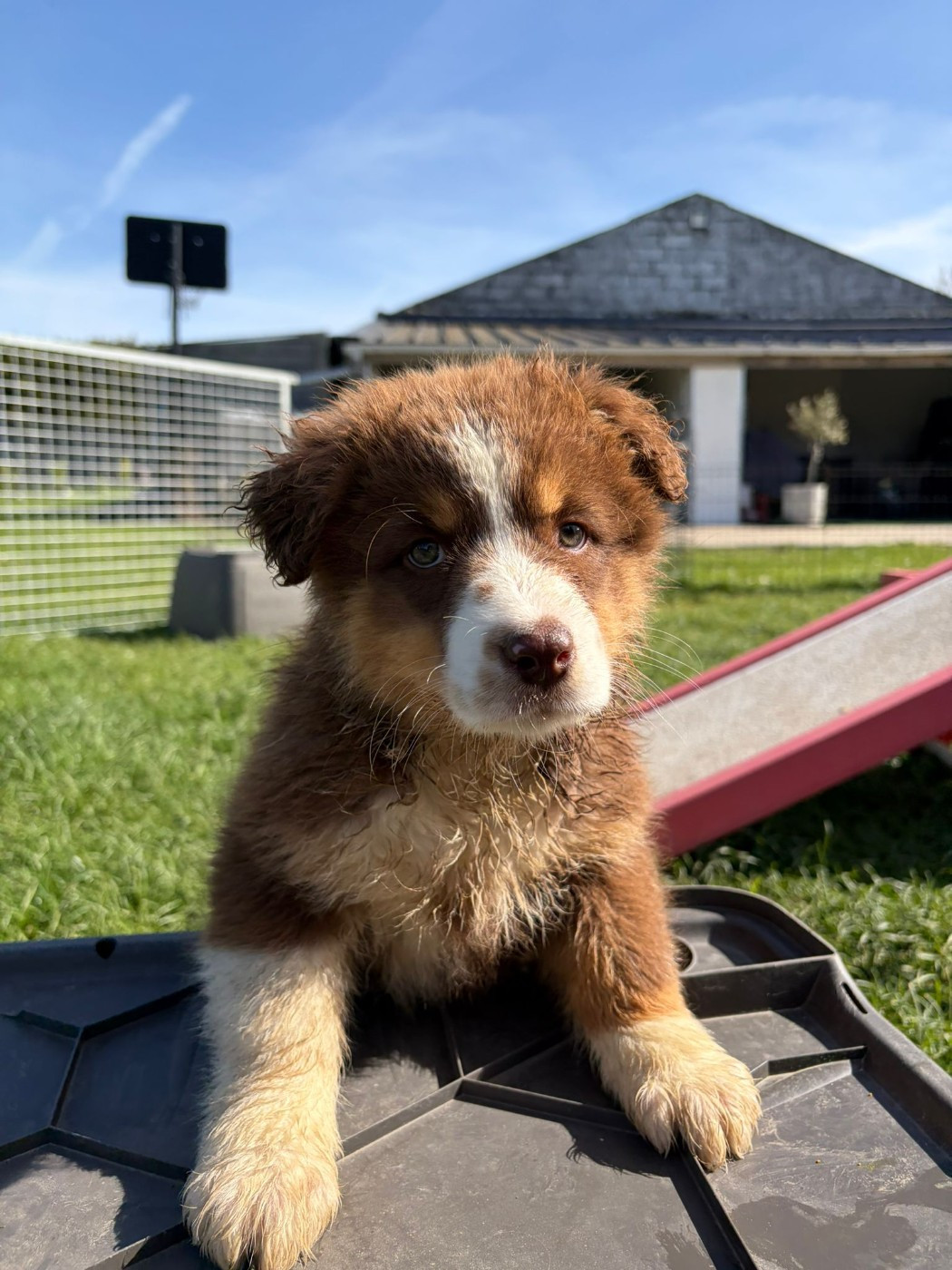 des gardiens d'Athéna - Chiots disponibles - Berger Australien