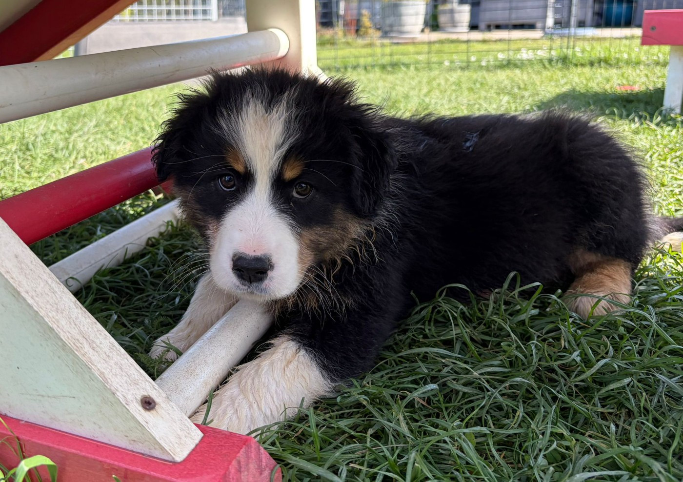 des gardiens d'Athéna - Chiots disponibles - Berger Australien