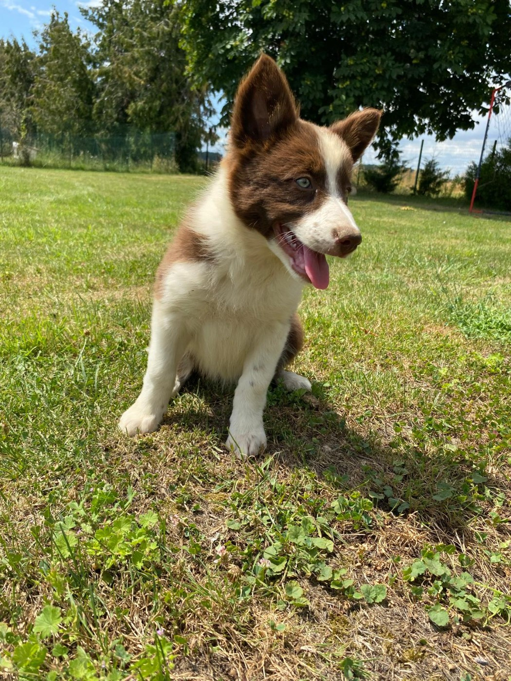 des gardiens d'Athéna - Chiots disponibles - Border Collie