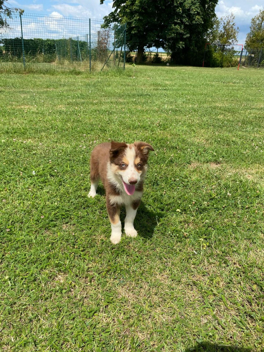 des gardiens d'Athéna - Chiots disponibles - Border Collie
