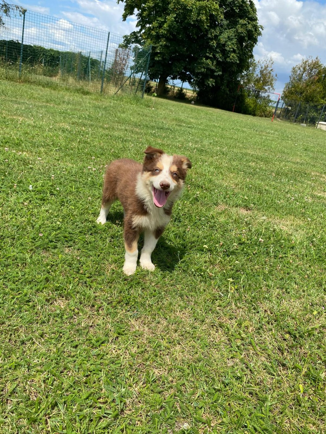 des gardiens d'Athéna - Chiots disponibles - Border Collie