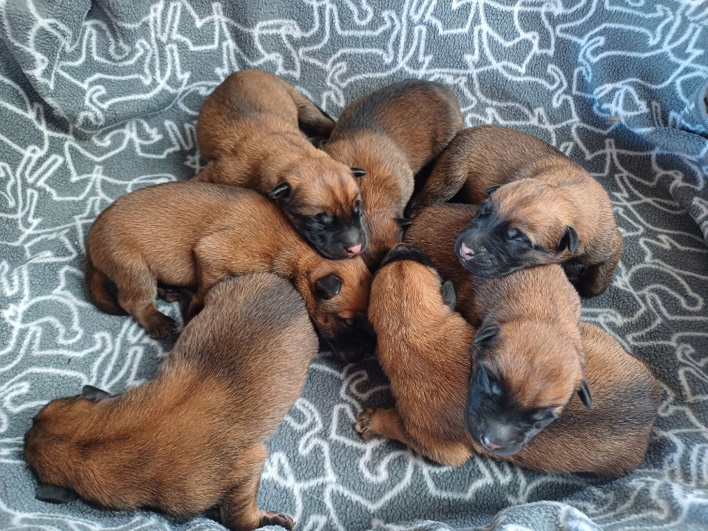 des gardiens d'Athéna - Chiots disponibles - Berger Belge