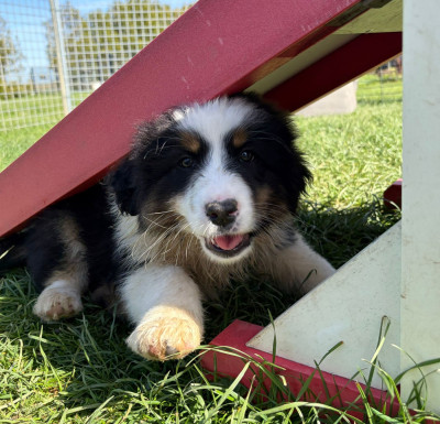 Chiot N°3
