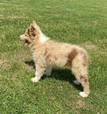 Chiot N°4